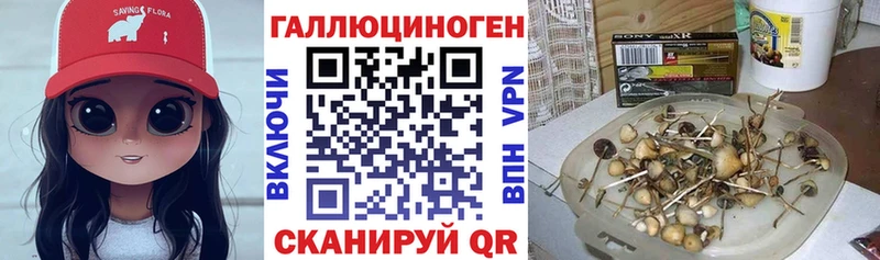 Псилоцибиновые грибы Psilocybine cubensis  Навашино 